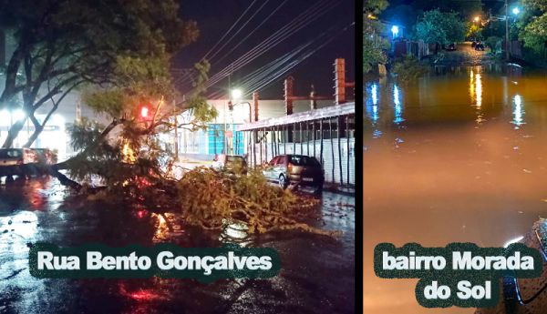 FOTOS: vento provoca queda de árvores, falta de energia elétrica e